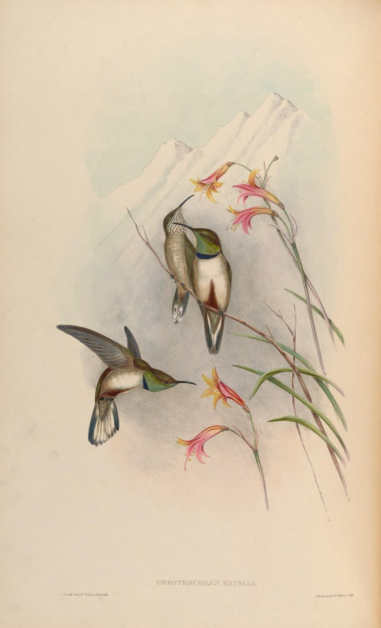 Oreotrochilus estella by John Gould