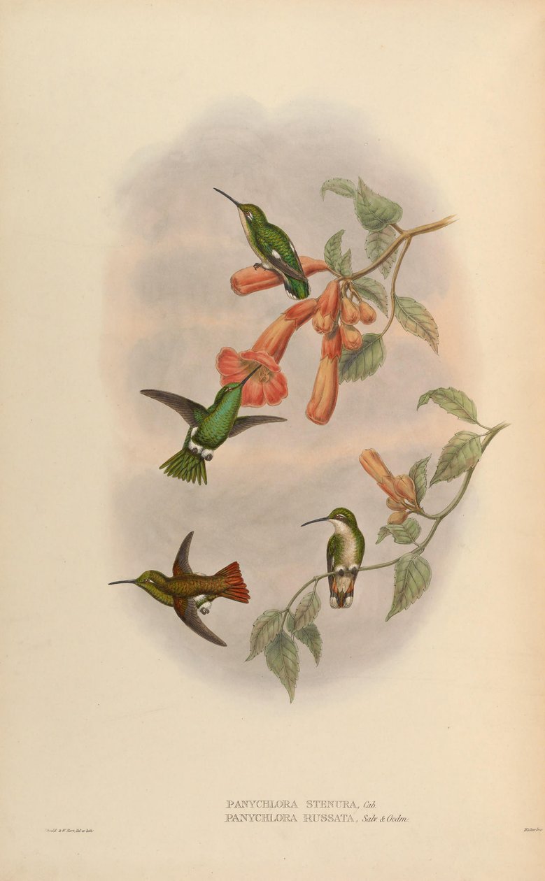 Panychlora russata by John Gould
