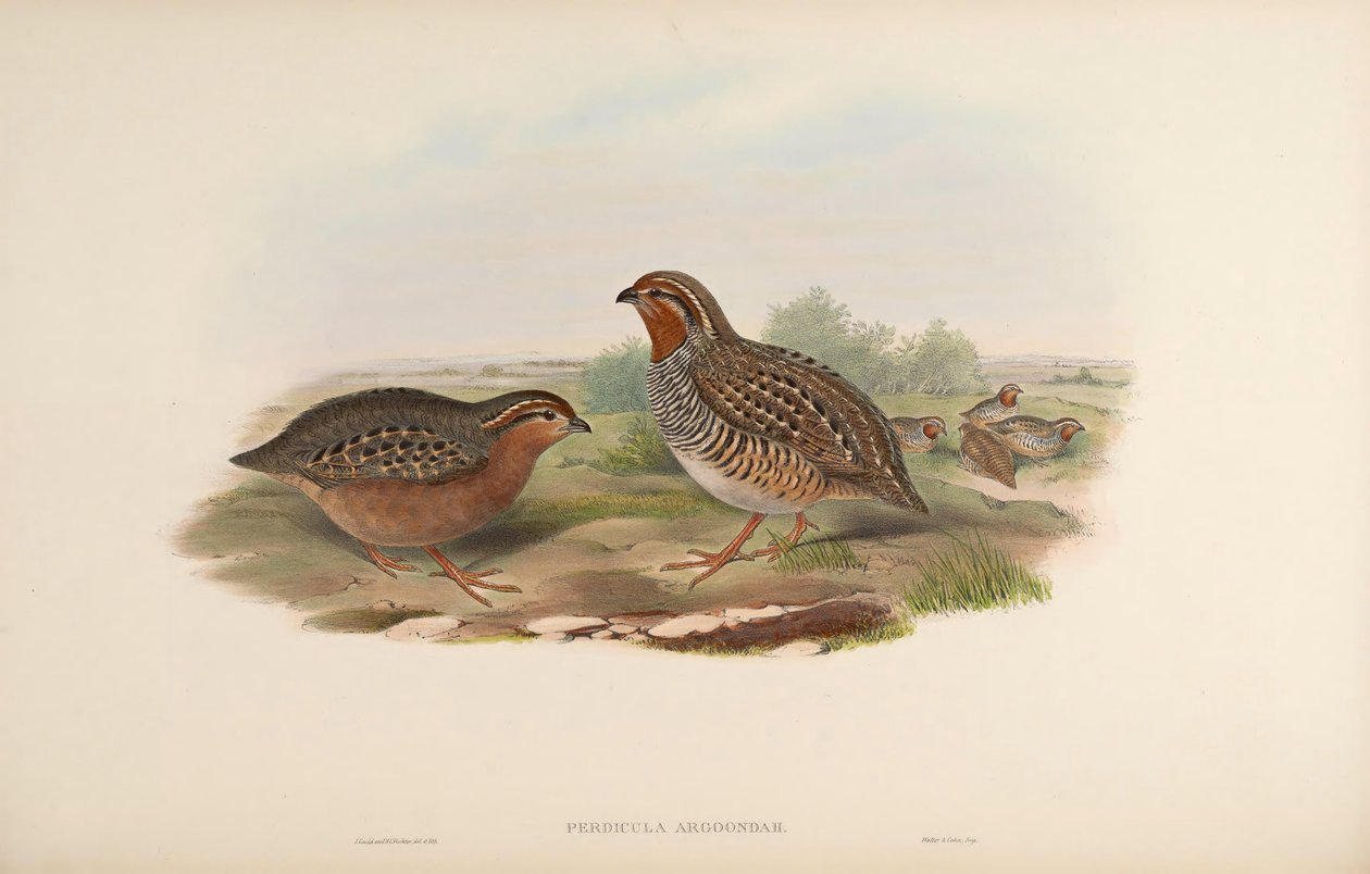 Perdicula argoondah by John Gould