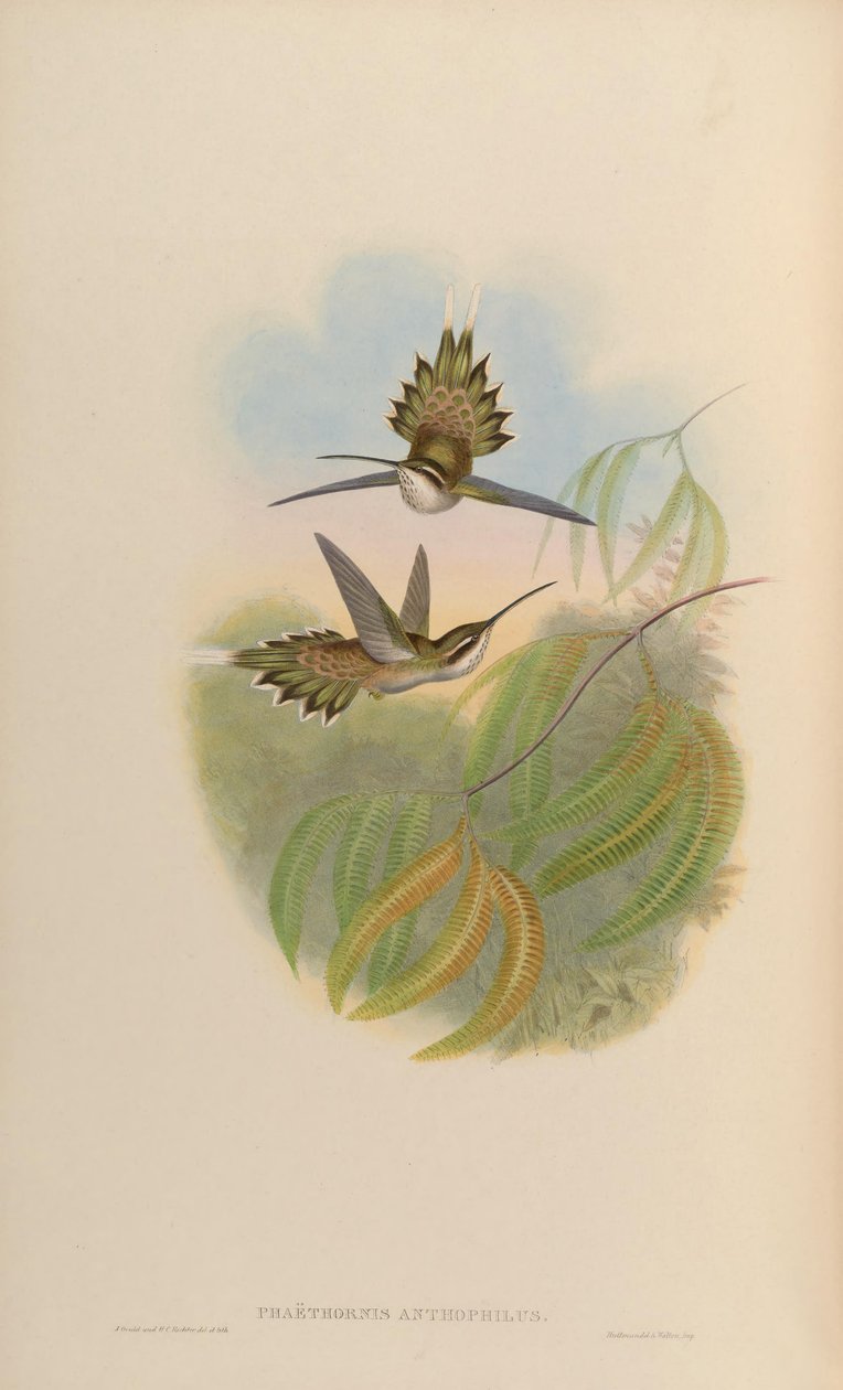 Phaethornis anthophilus by John Gould