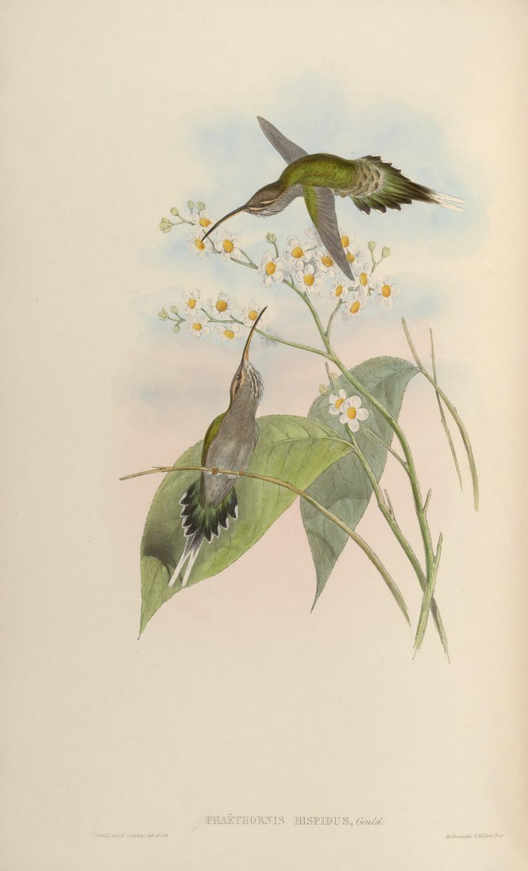Phaethornis hispidus by John Gould