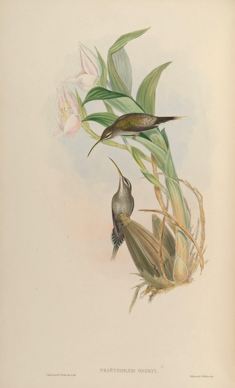 Phaethornis hispidus by John Gould