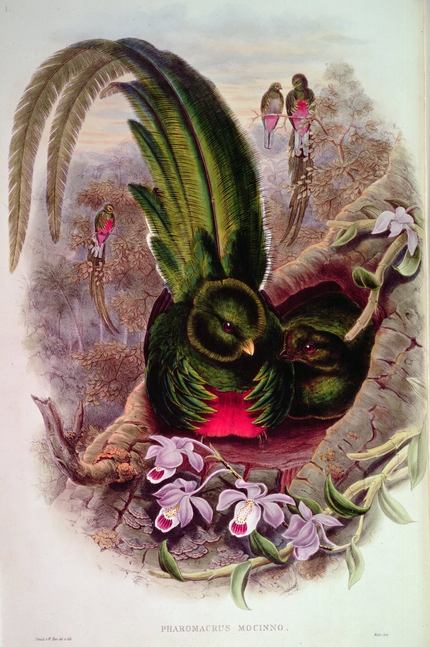 Pharomachrus Mocinno, Engraved by T. Walter by John Gould