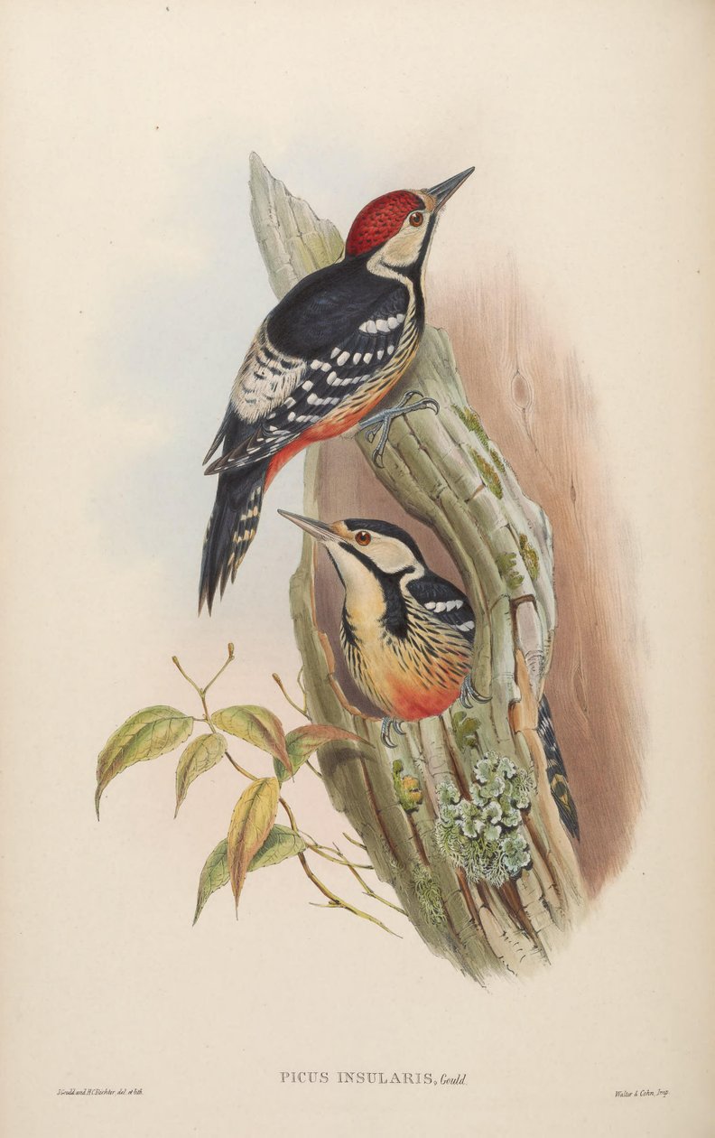 Picus insularis by John Gould