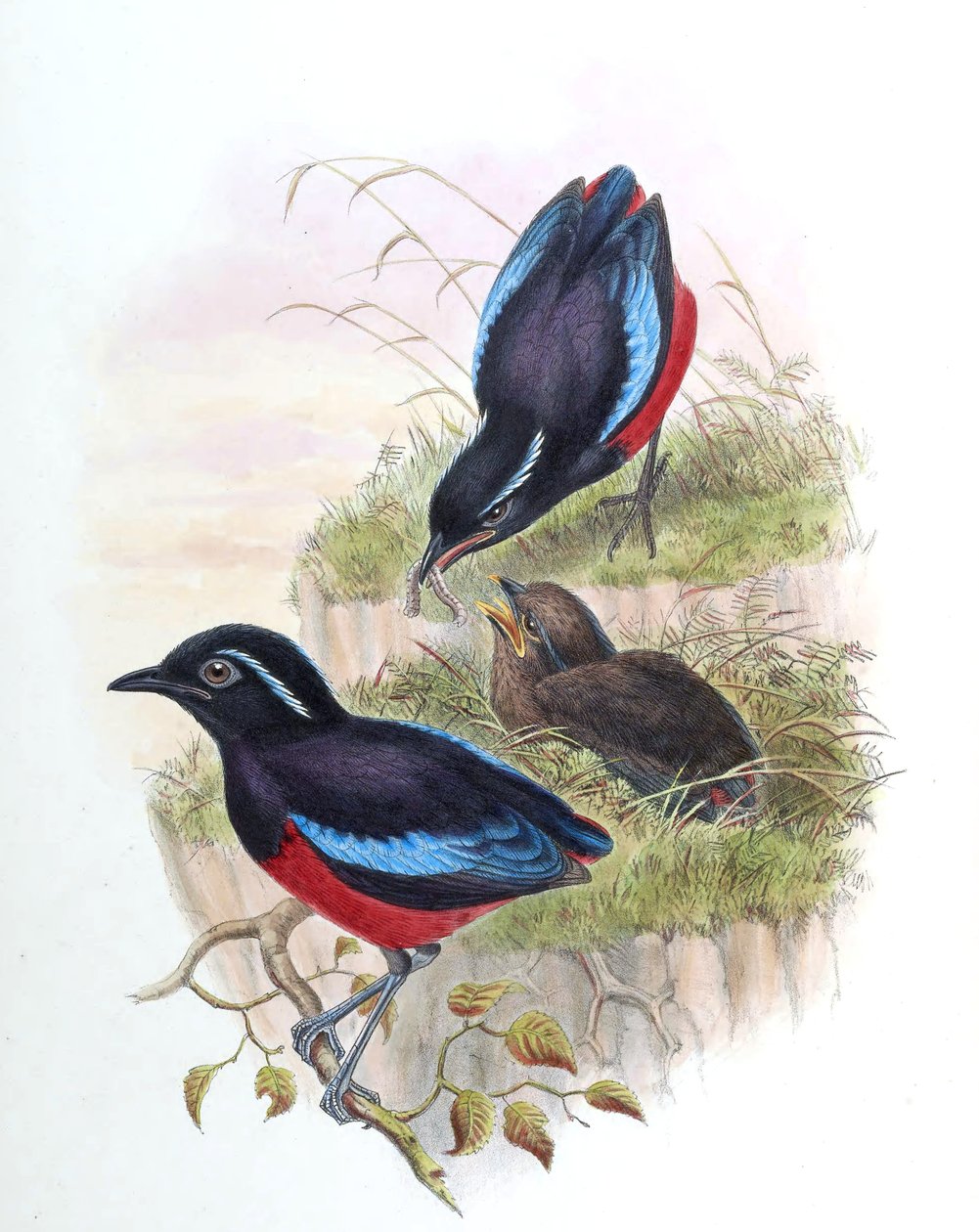 Pitta ussheri = Erythropitta ussheri by John Gould