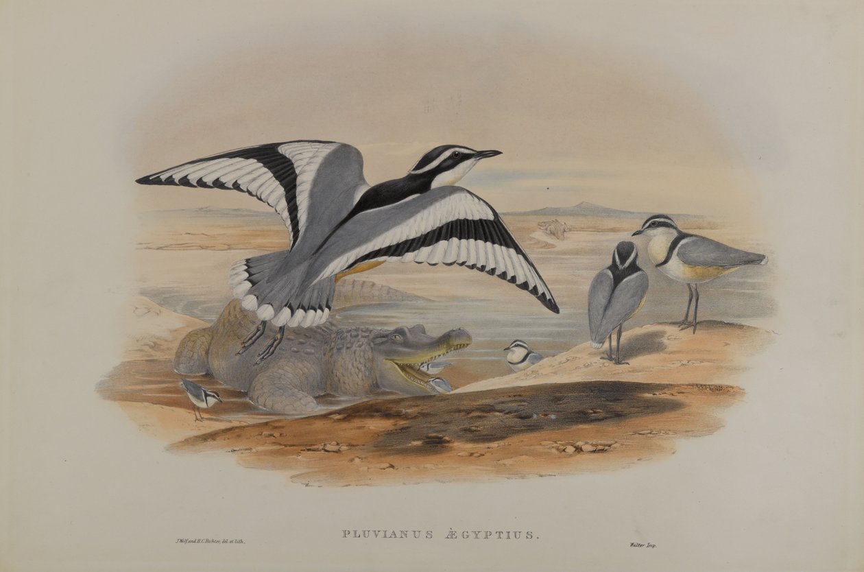 Pluvianus Aegyptius by John Gould
