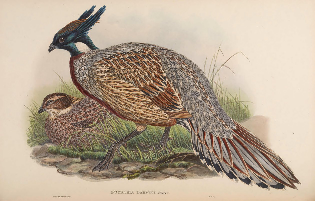 Pucrasia darwini by John Gould