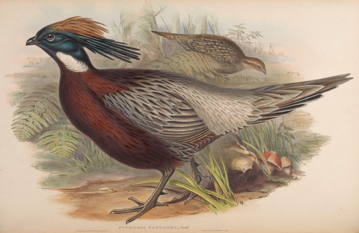 Pucrasia Macrolopha by John Gould