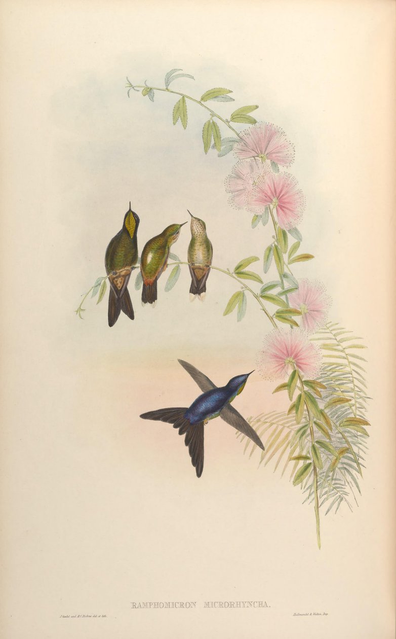 Ramphomicron microrhynchum by John Gould