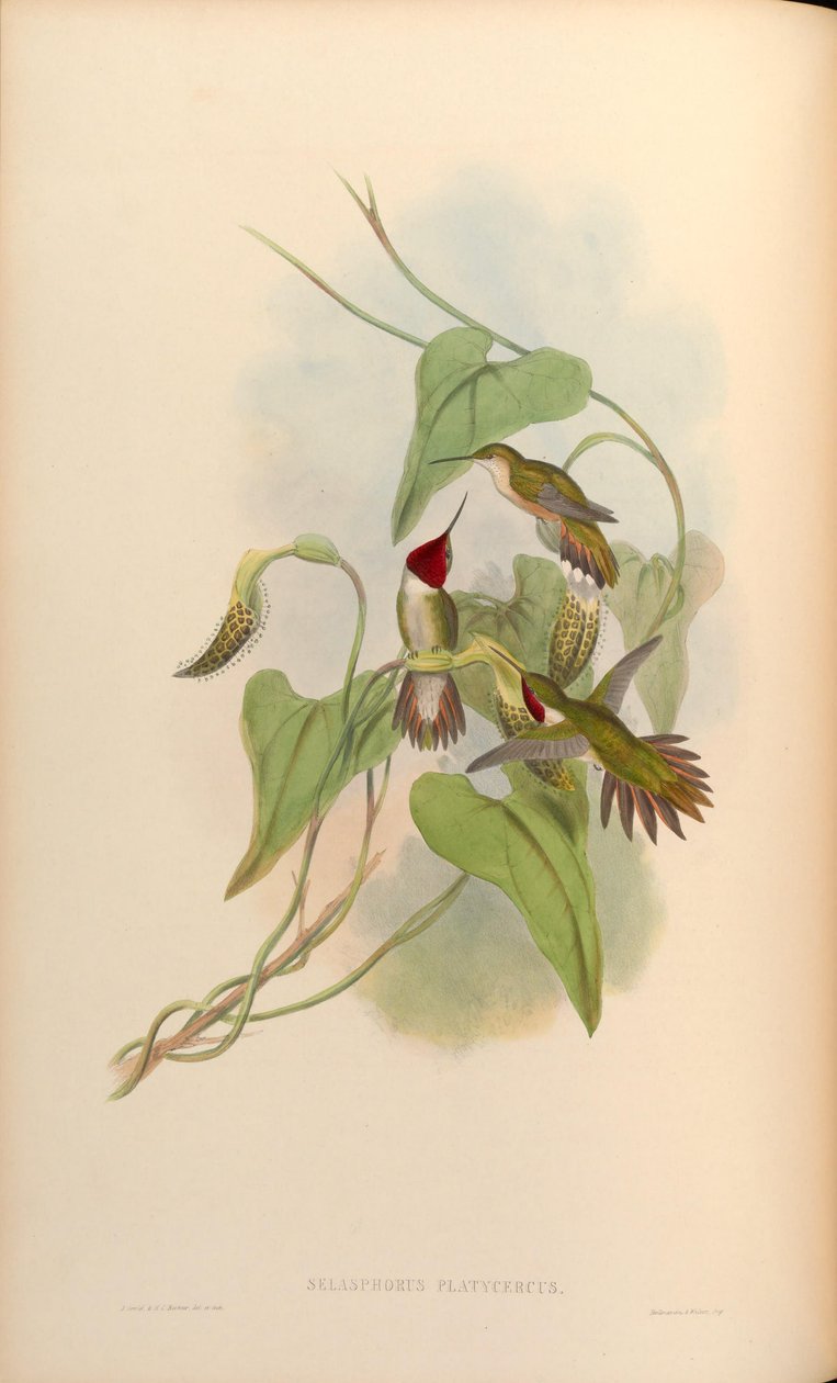Selasphorus platycercus by John Gould
