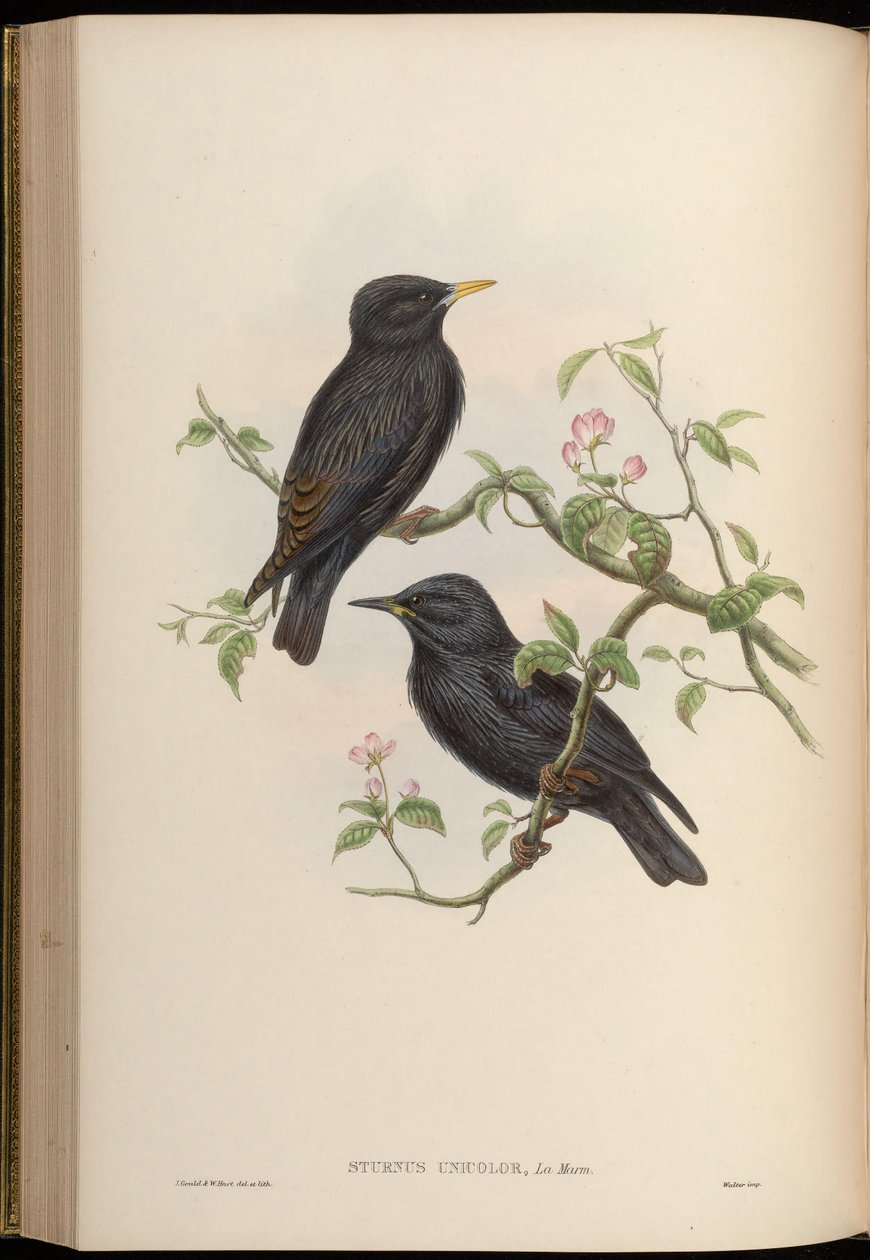 Sturnus Unicolor by John Gould