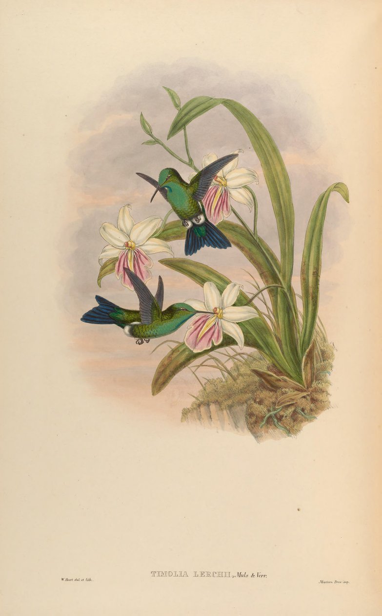 Timolia lerchi by John Gould