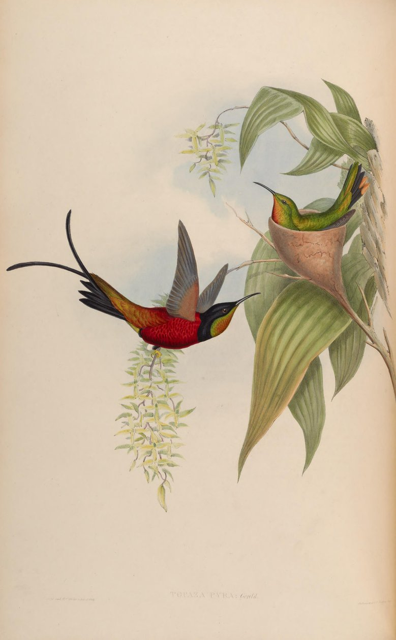 Topaza Pyra by John Gould
