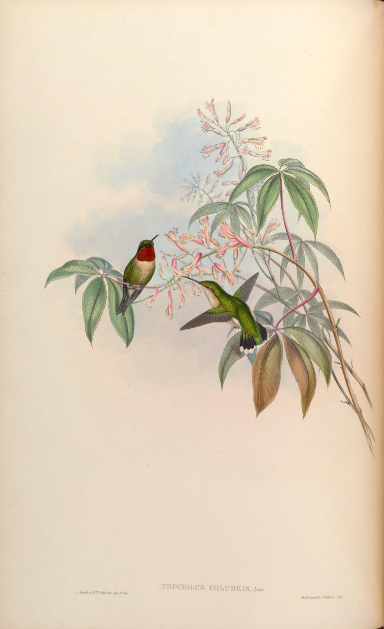 Trochilus Colubris (Archilochus Colubris) by John Gould