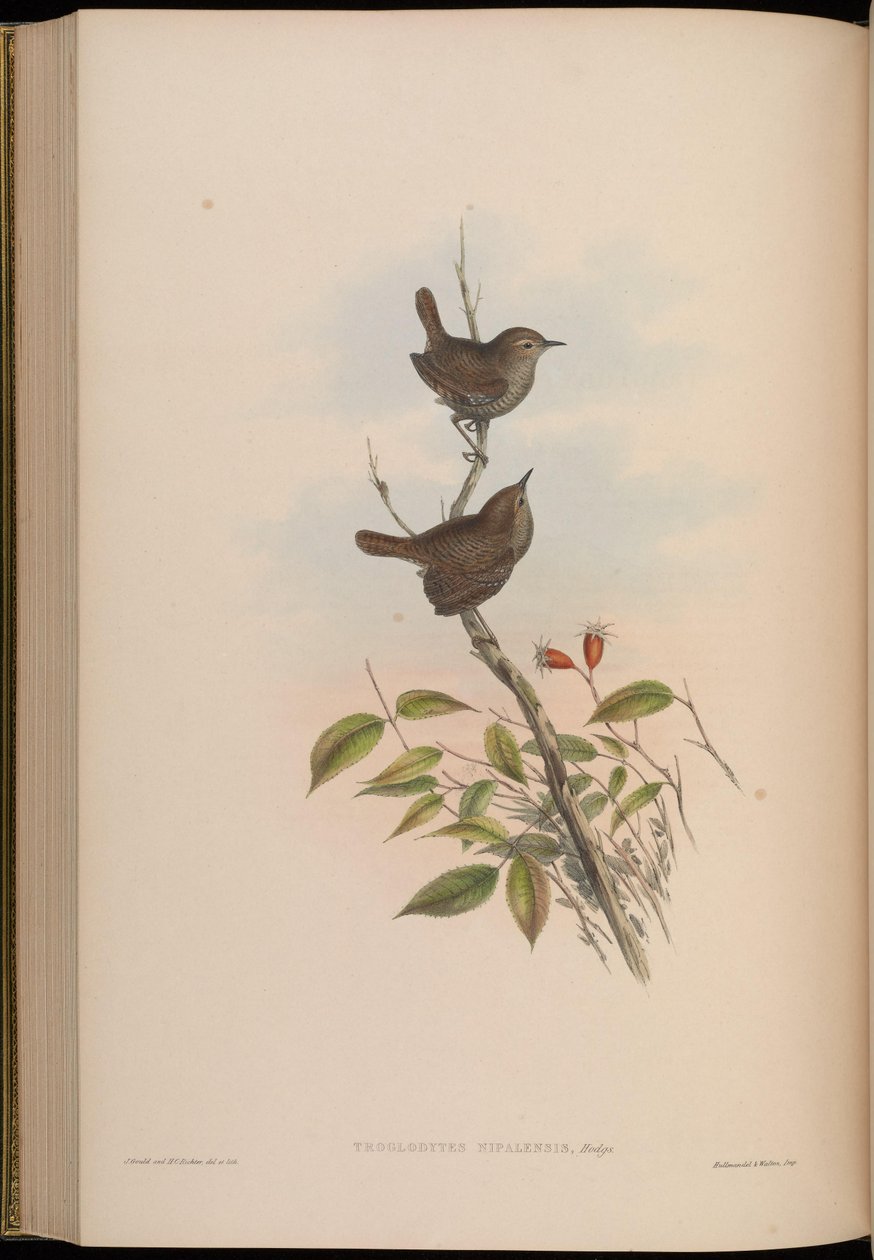 Troglodytes nipalensis = Troglodytes troglodytes nipalensis by John Gould