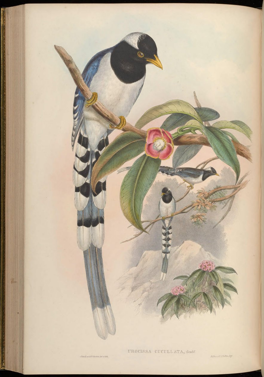 Yellow-billed Blue Magpie by John Gould