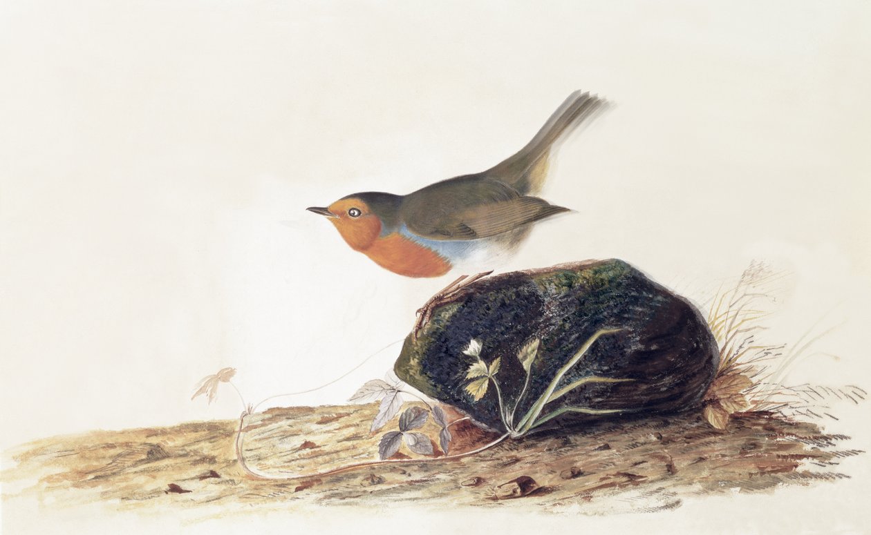 A Robin Perched on a Mossy Stone by John James Audubon