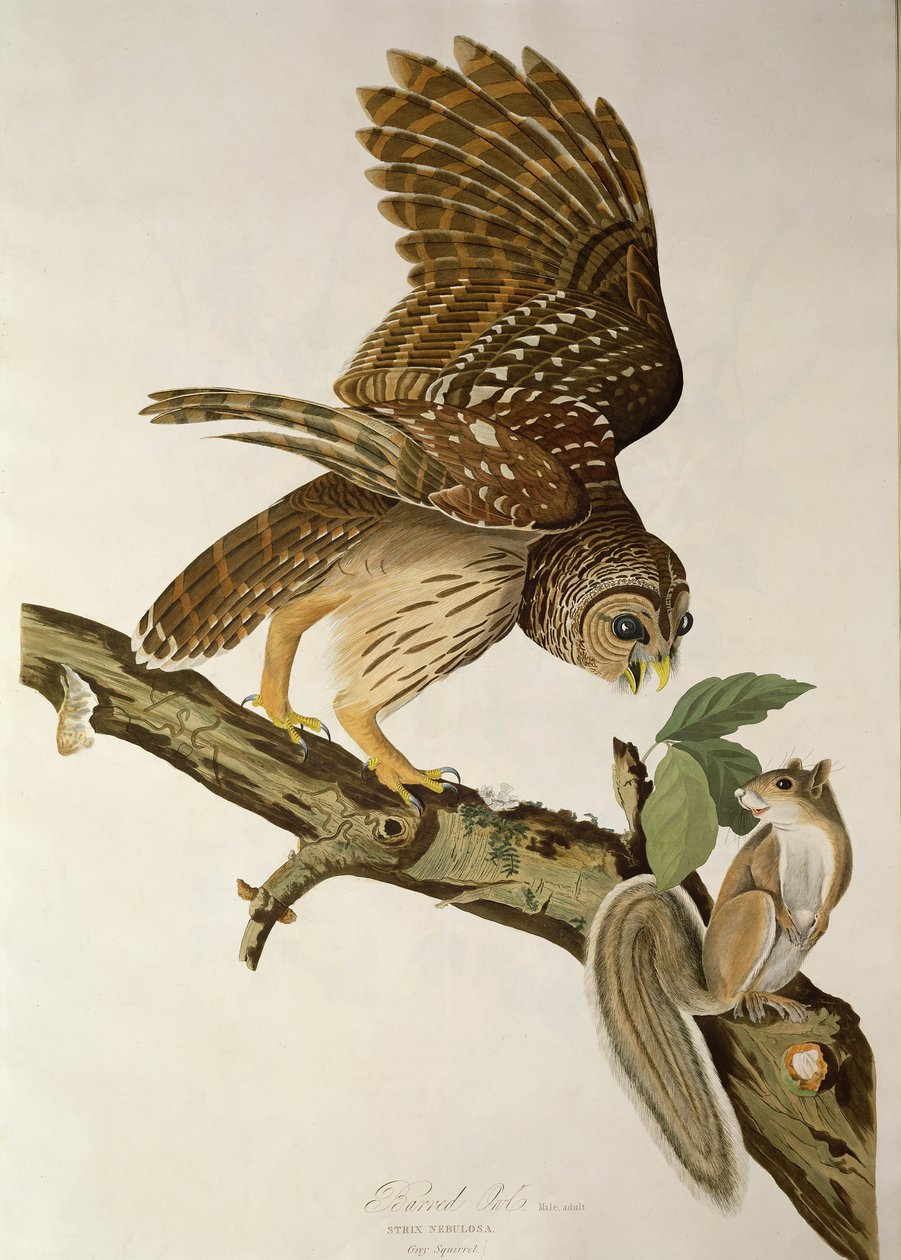 Barred Owl, from 
