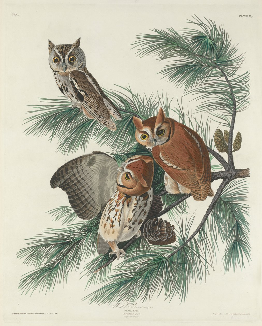 Mottled Owl by John James Audubon