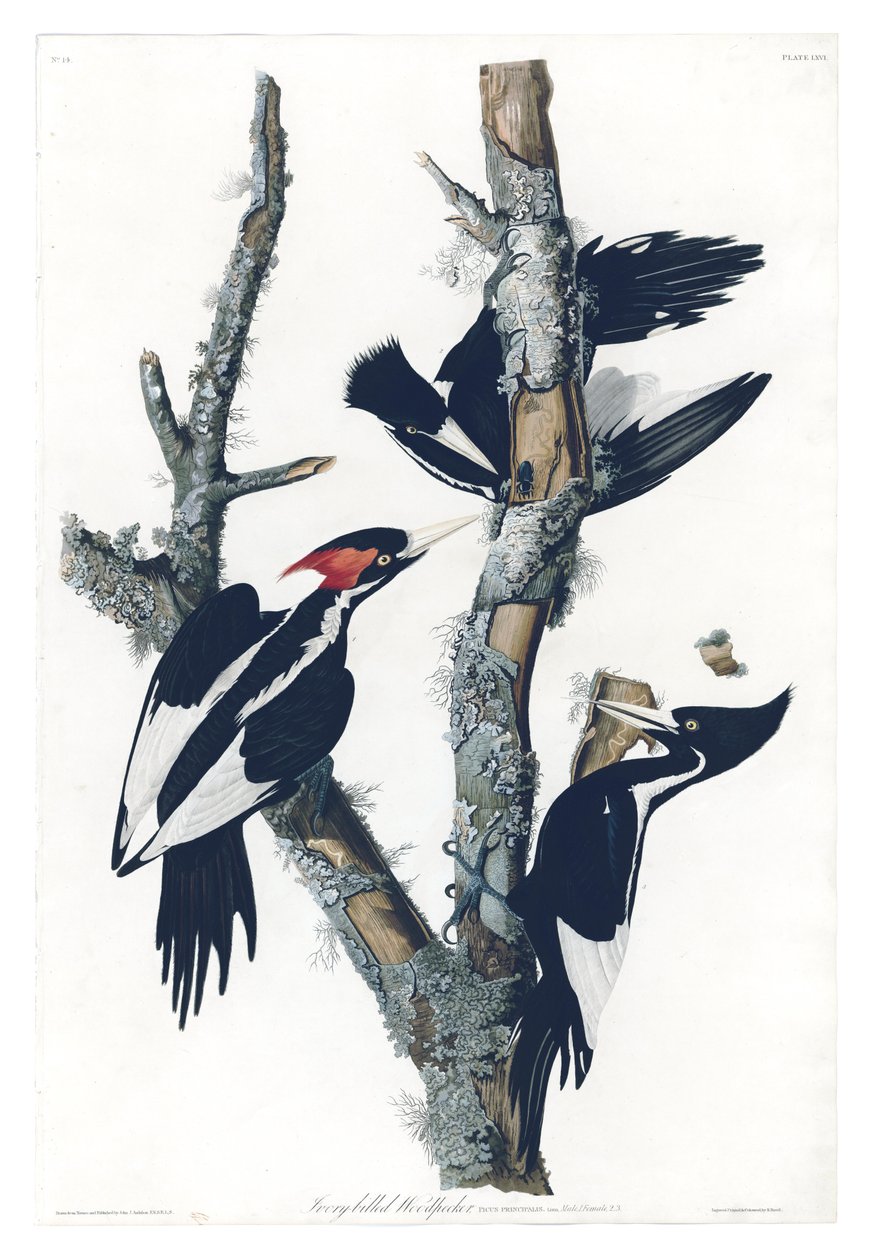 Plate 66 of Birds of America by John James Audubon Depicting Ivory-billed Woodpecker by John James Audubon