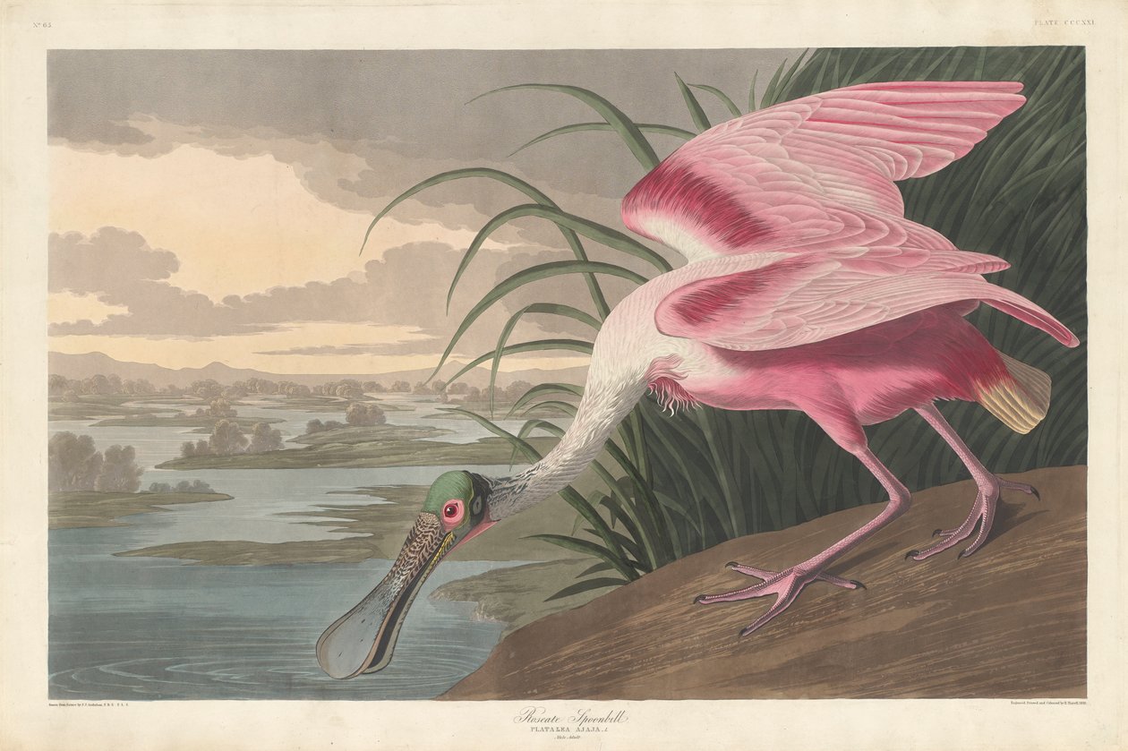 Roseate Spoonbill by John James Audubon