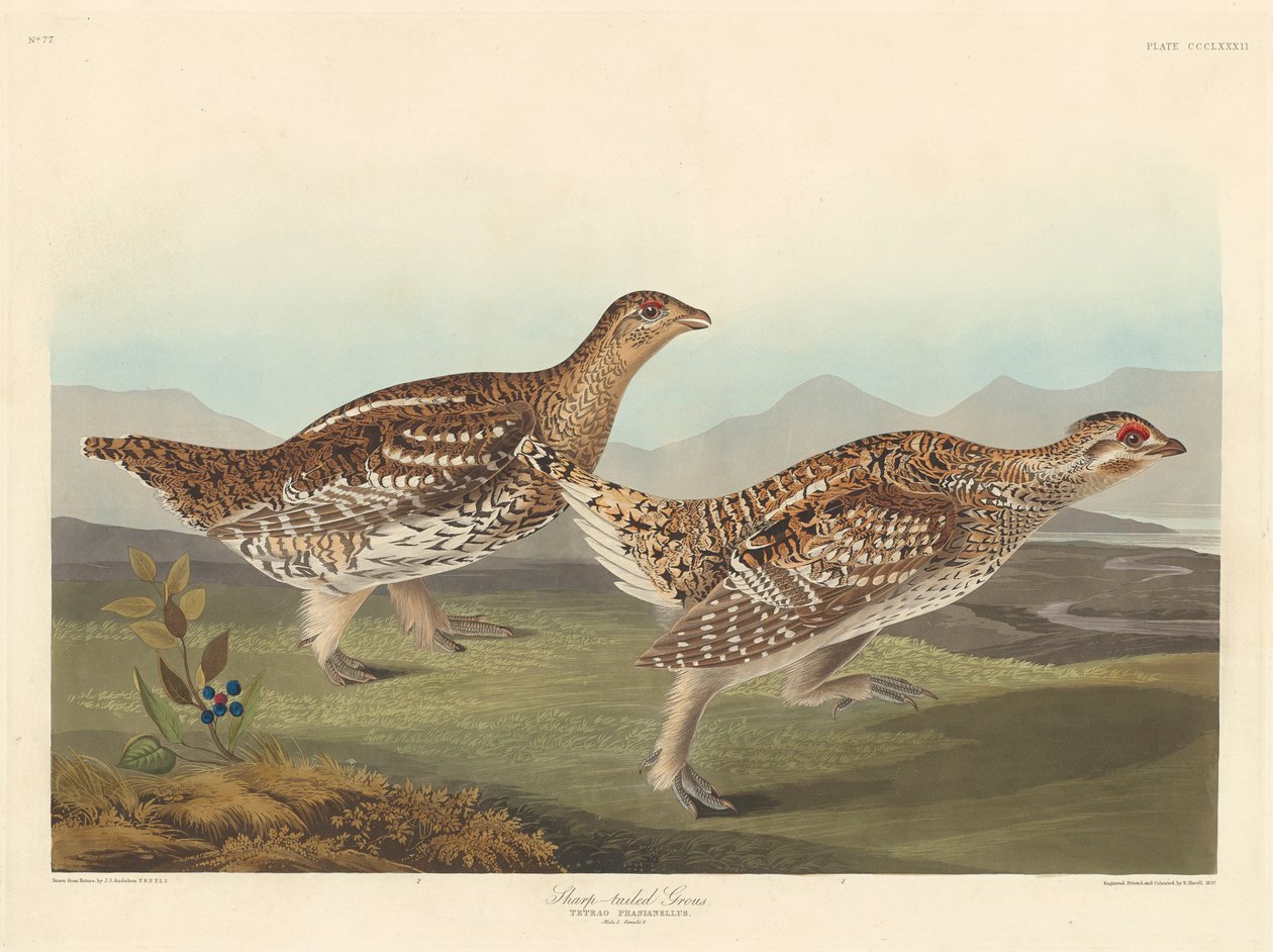 Sharp-tailed Grouse by John James Audubon