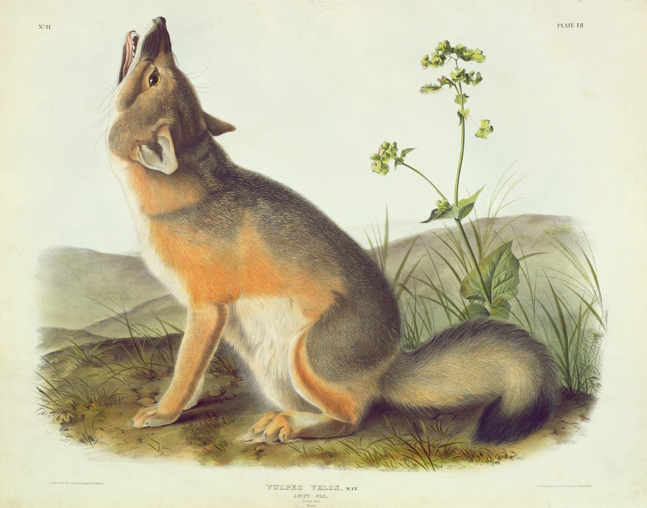 Swift Fox, Plate 52 from 