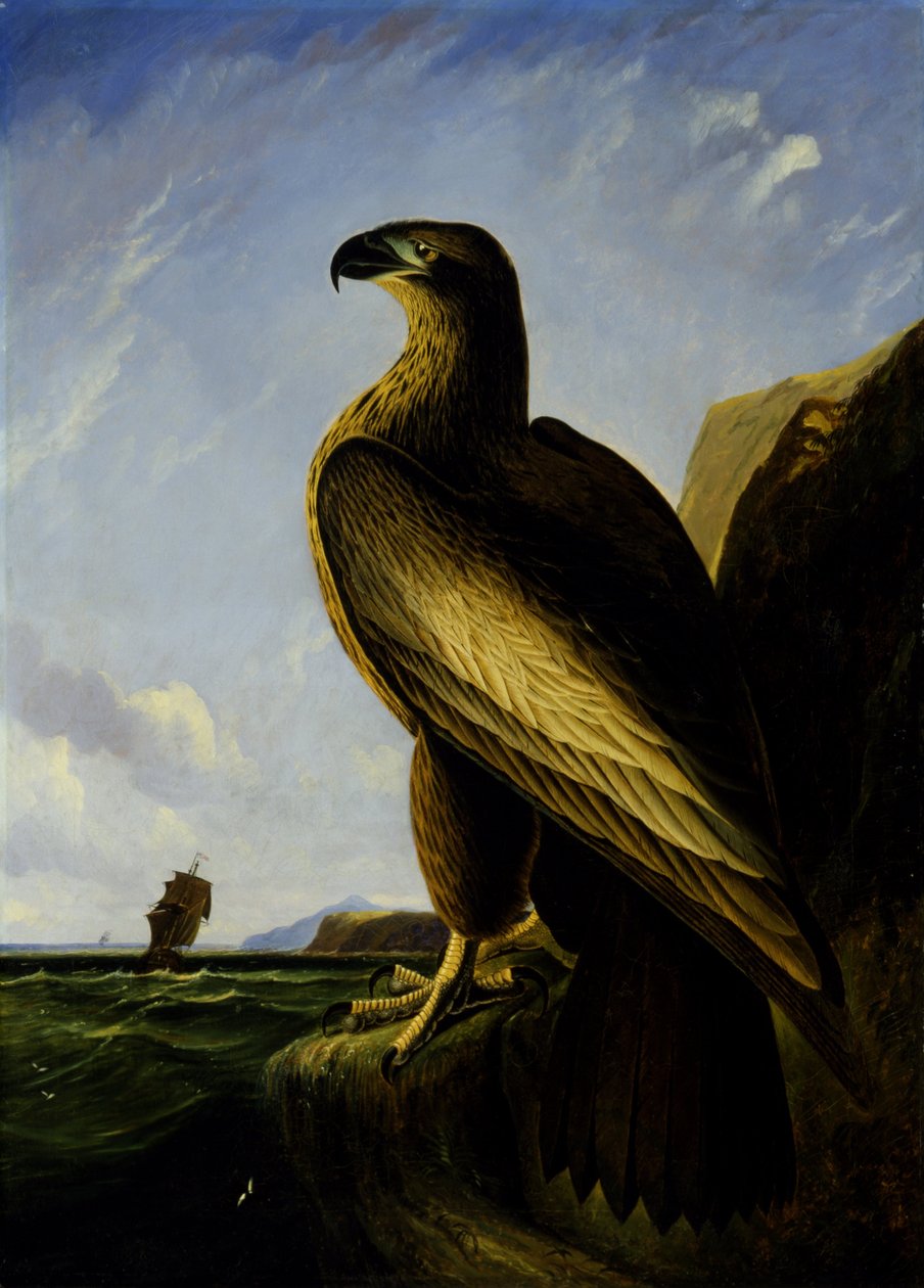 Washington Sea Eagle by John James Audubon