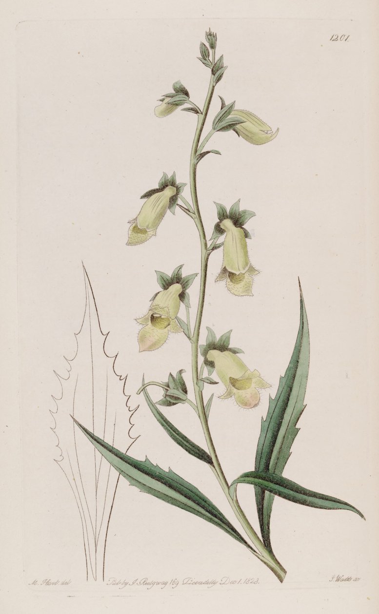 Digitalis obscura subsp. laciniata by John Lindley