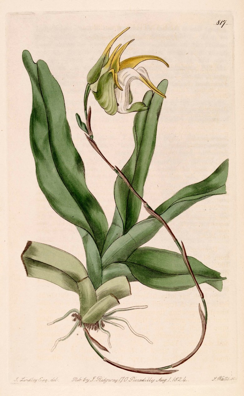 Illustration of Aeranthes Grandiflora by John Lindley