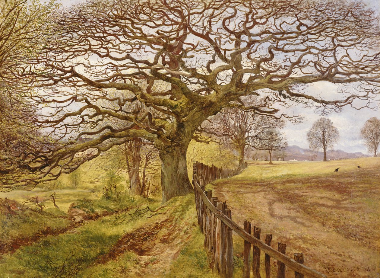 The Tree, 1861 by John Milne Donald