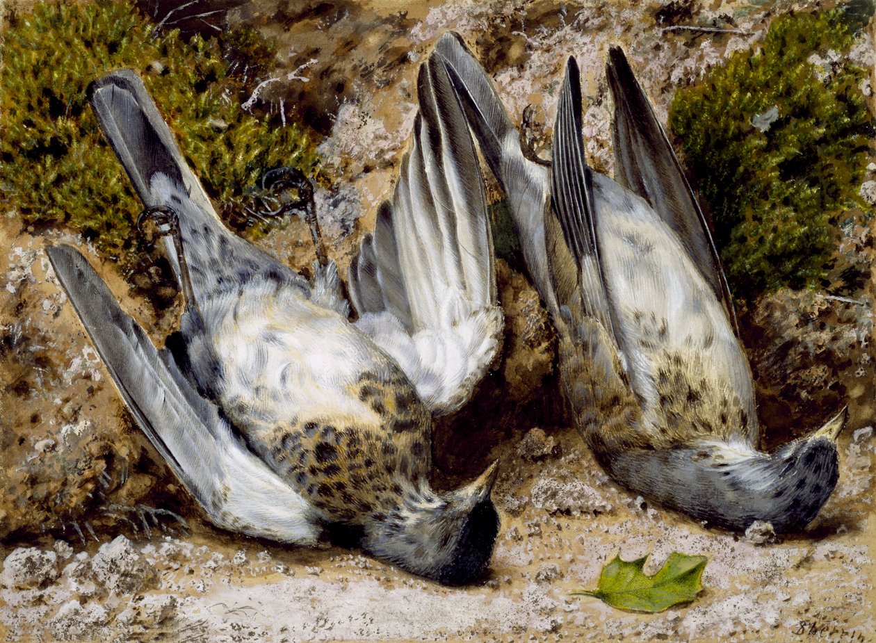 Still Life with Two Dead Birds by John Sherrin