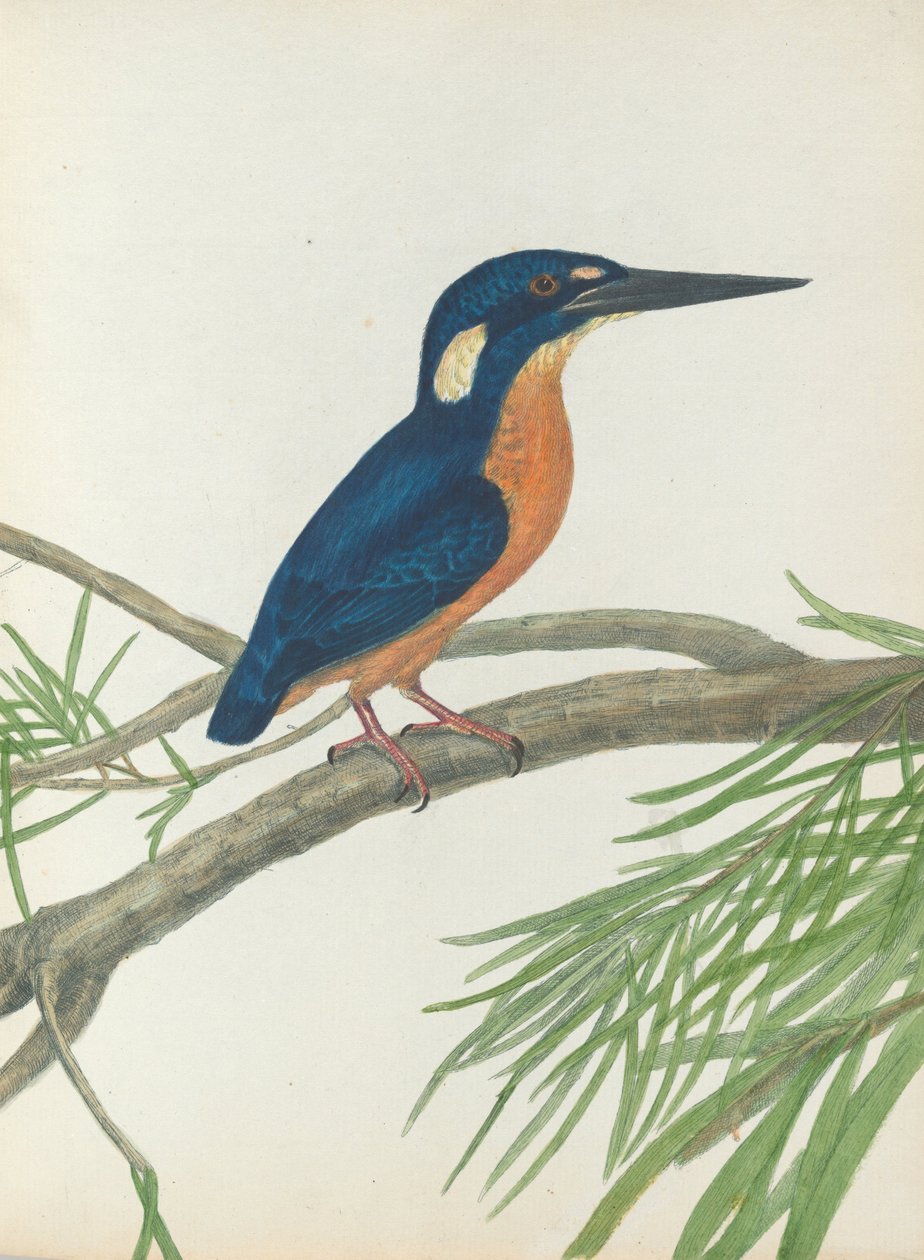 Three-Toe Kingfisher. Lewin, John. Birds of New South Wales with Their Natural History. Sydney: G. Ho... by John William Lewin