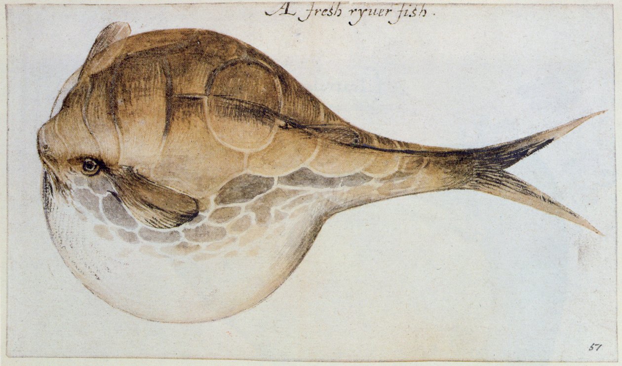 Puffer by John White