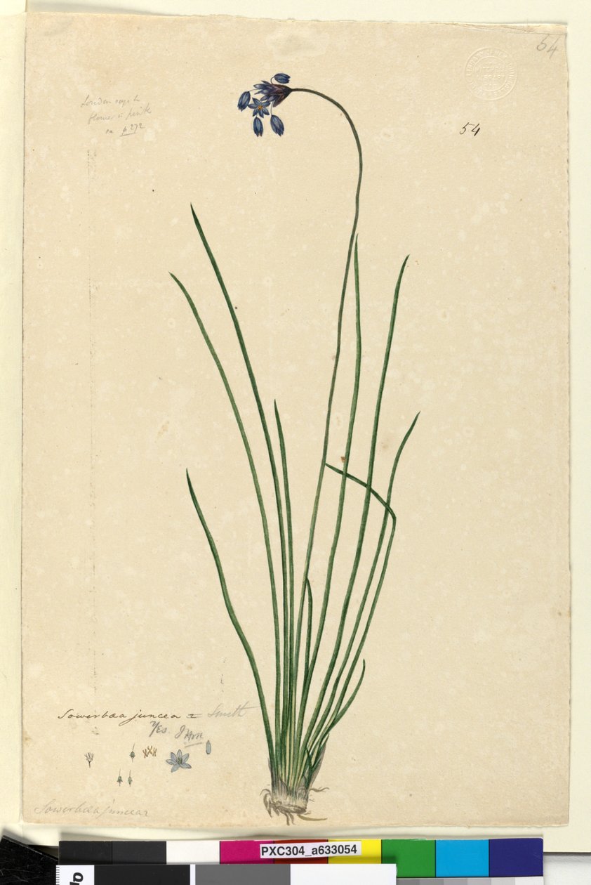 Page 54. Sowerbaea juncea by John William Lewin