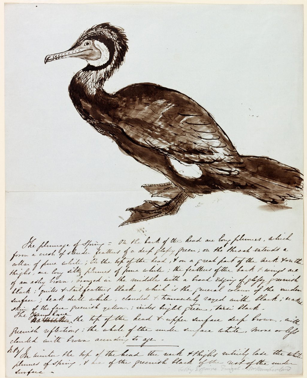 Cormorant by John Wilson Carmichael