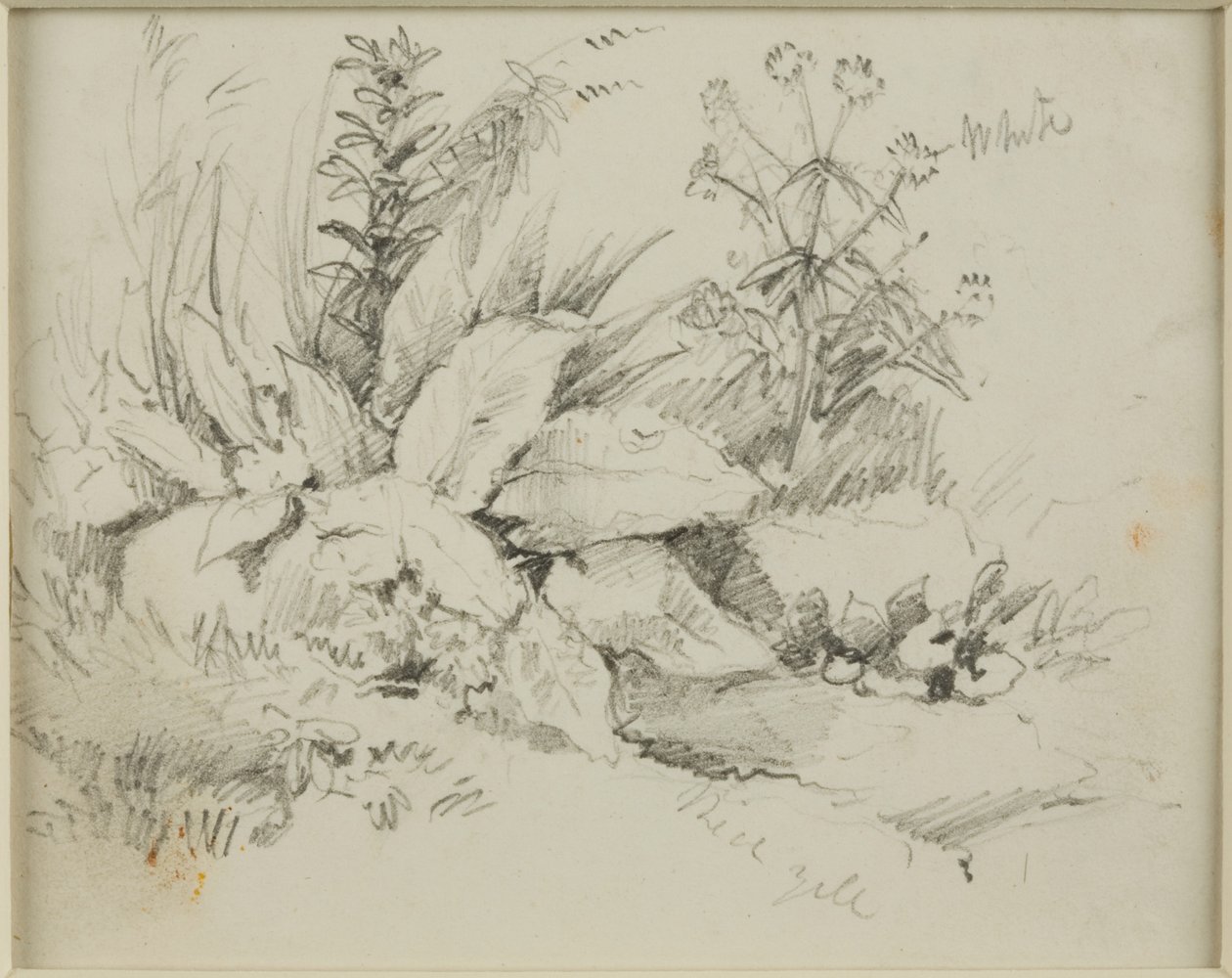 Nature Study by John Wilson Carmichael