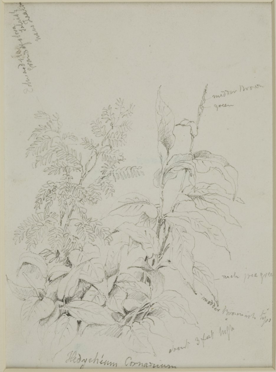 Nature Study by John Wilson Carmichael