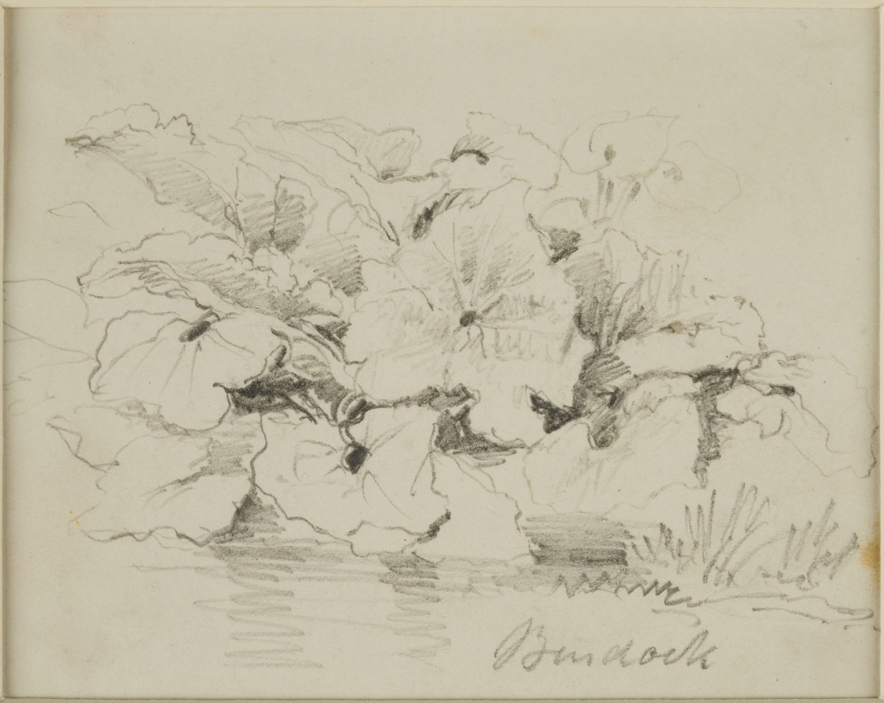 Nature Study - Burdock by John Wilson Carmichael