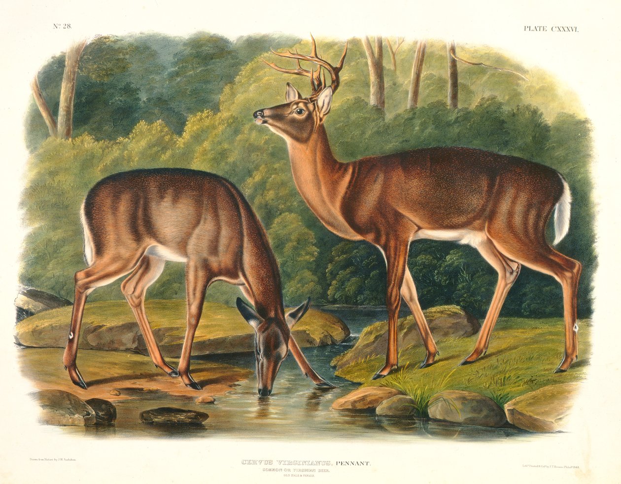 Cervus Virginianus (Common or Virginian Deer), plate 136 from 