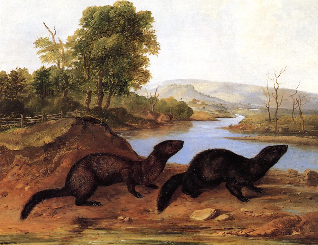Minks by John Woodhouse Audubon