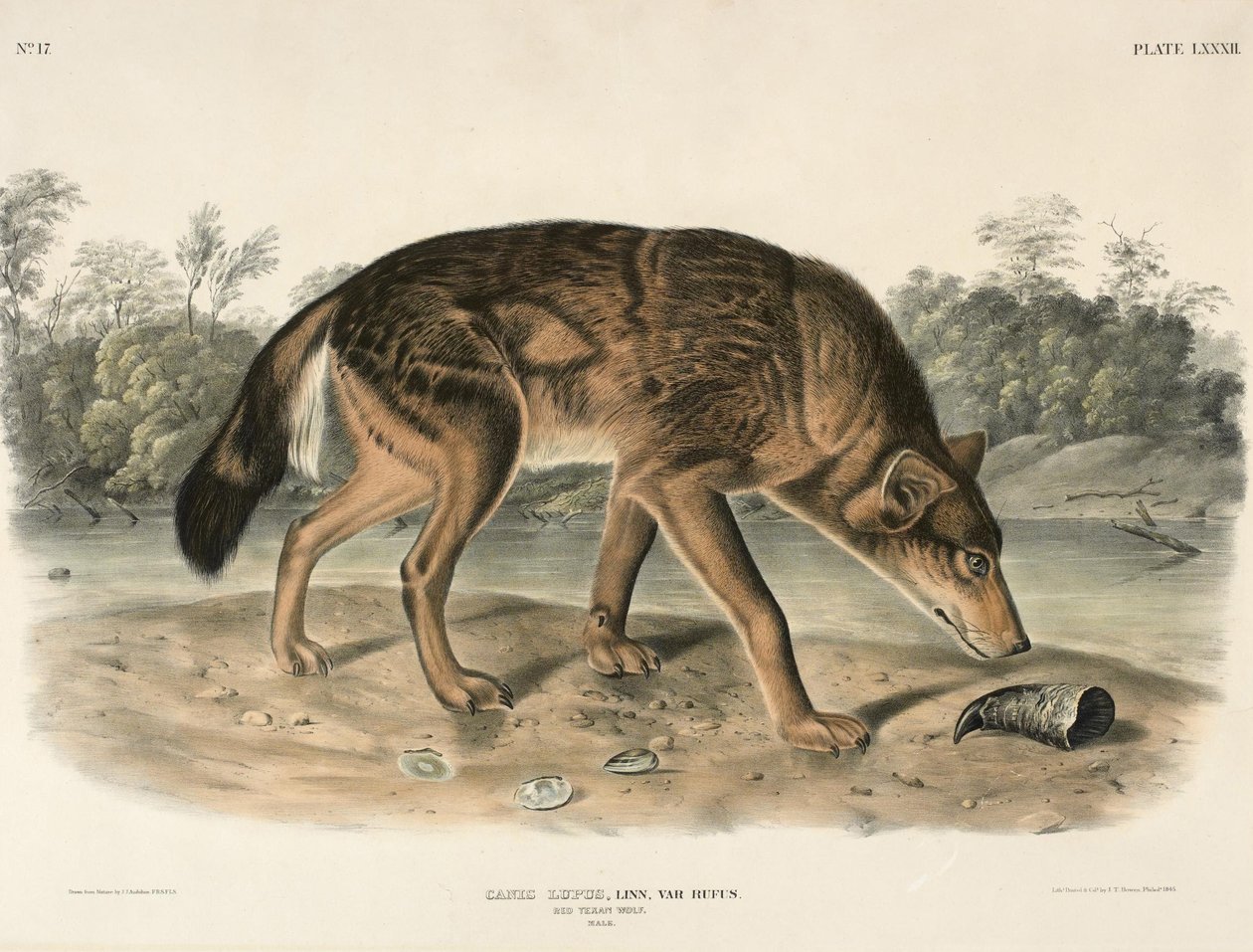 Red Texas Wolf (Canis Lupus) by John Woodhouse Audubon