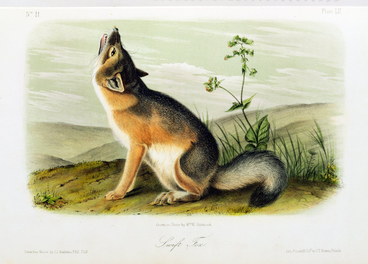 Swift Fox, plate 52 from 