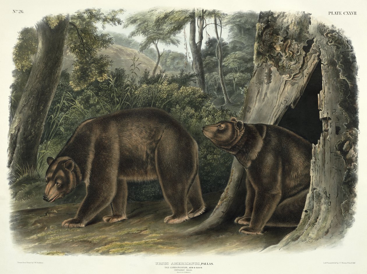 Cinnamon Bear, plate 127 from 