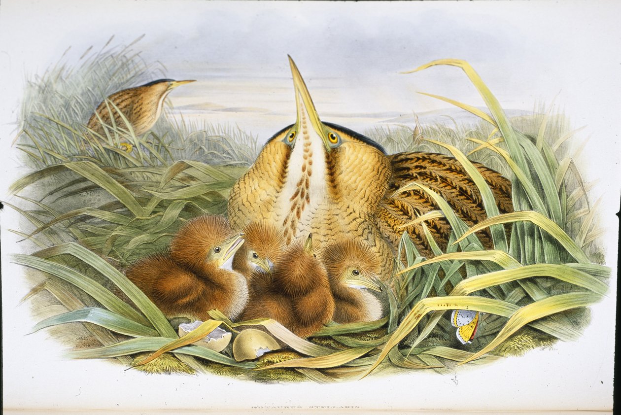 Bittern by John (after) Gould