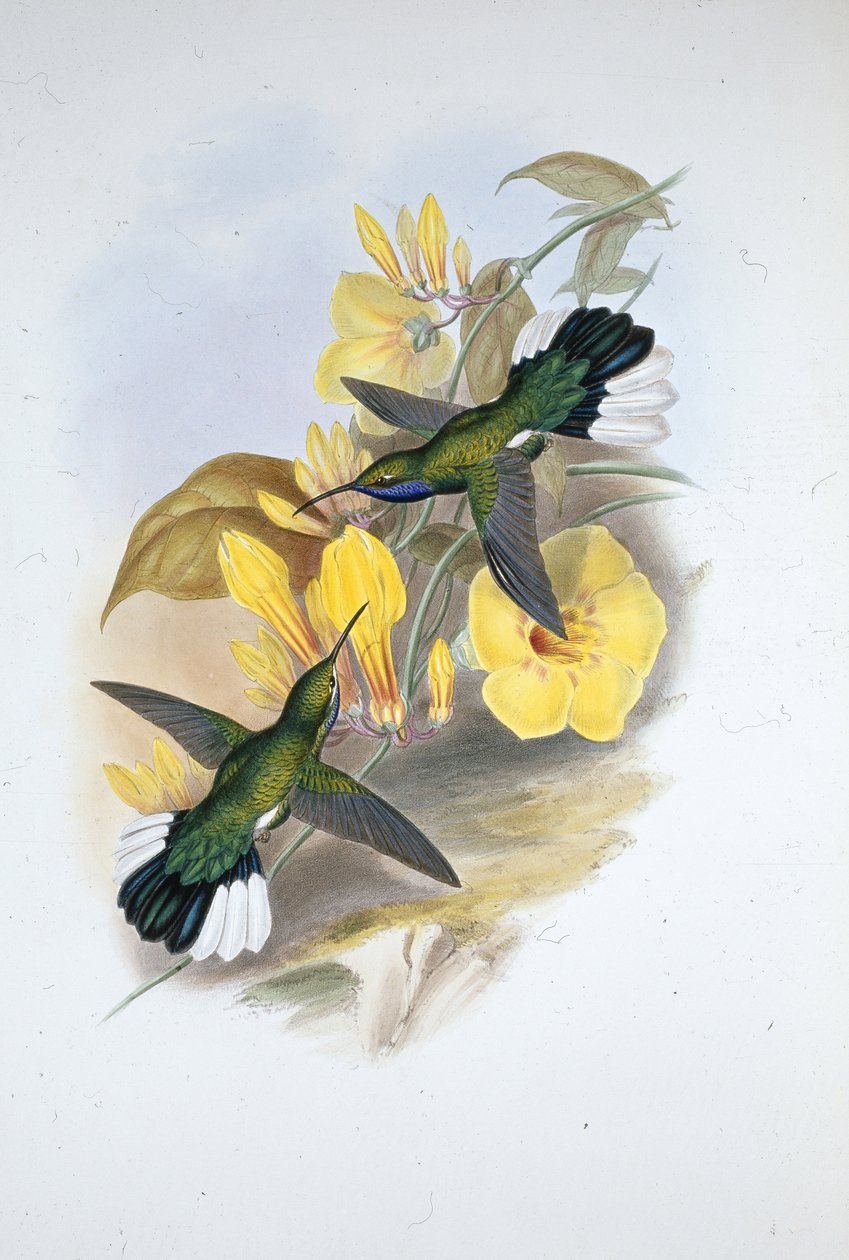 Blue-throated Sabre-wing by John (after) Gould