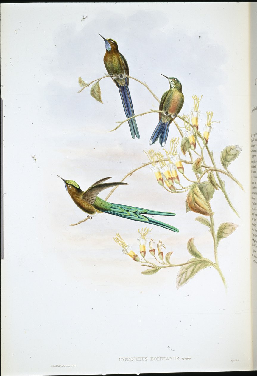 Bolivian Sylph by John (after) Gould