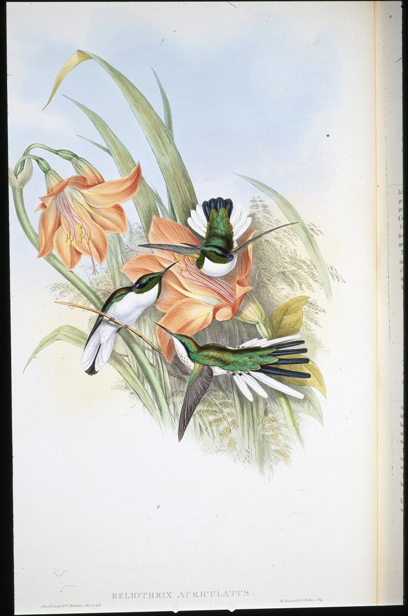 Brazilian Fairy (Heliothrix auriculatus) by John (after) Gould