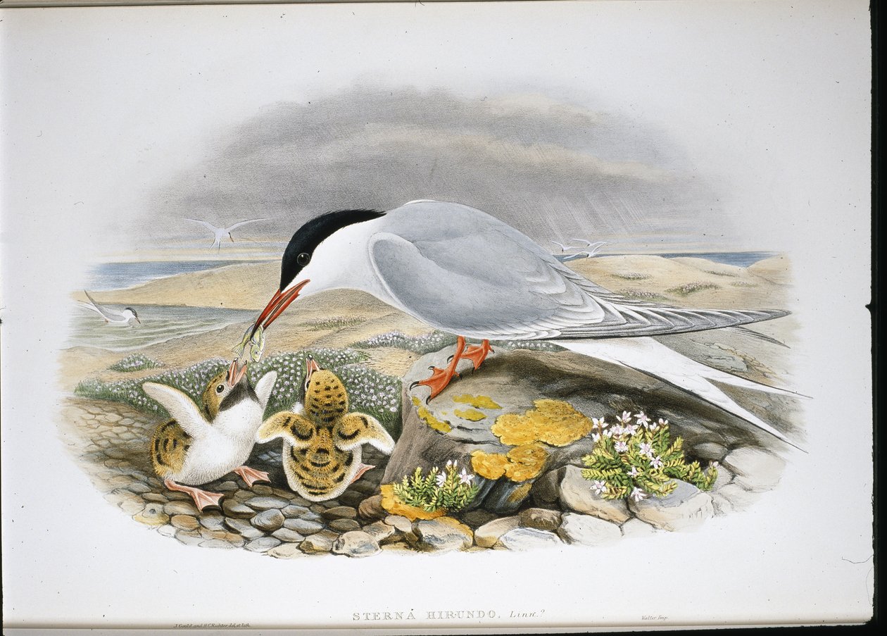 Common Tern (Sterna Hirundo) by John (after) Gould