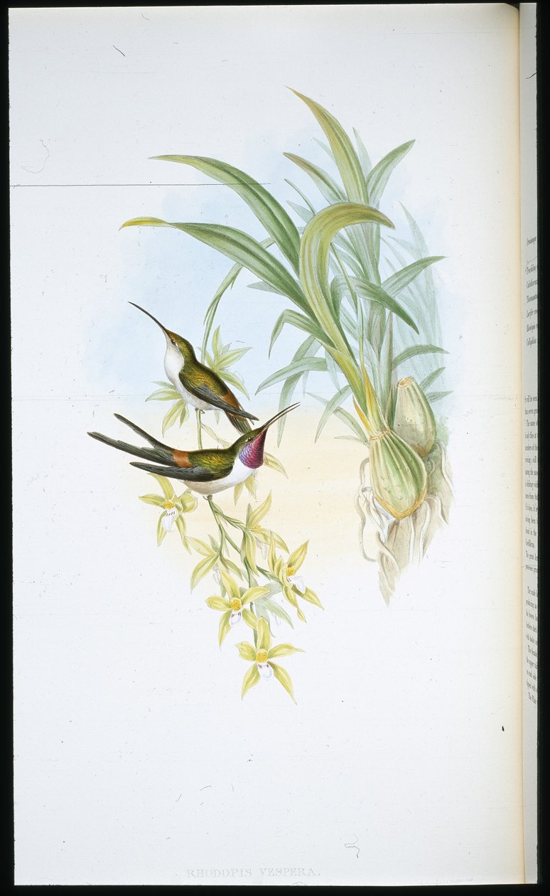 Evening Humming-bird (Rhodopis Vespera) by John (after) Gould